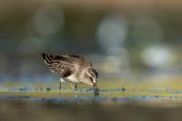 Calidris falcinellus