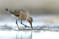 Calidris ferruginea