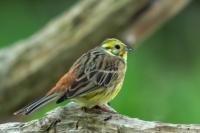 Emberiza citrinella