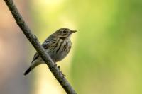 Anthus trivialis