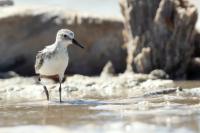 Calidris pusilla      