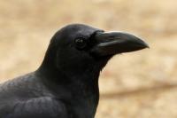 Corvus macrorhynchos