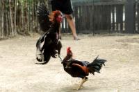 Cockfights