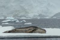 Leopard seal