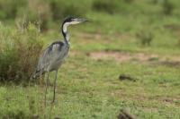 Ardea melanocephala