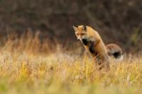 Red fox