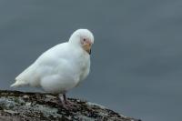 Chionis alba