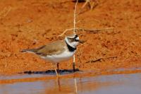 Charadrius dubius