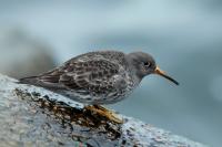 Calidris maritima