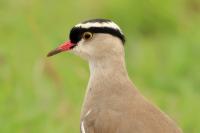 Vanellus coronatus