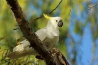 Cacatua galerita