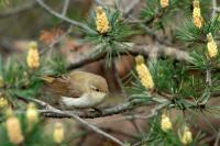 Phylloscopus bonelli