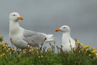 Larus hyperboreus