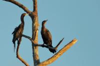 Phalacrocorax brasilianus