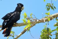 Calyptorhynchus banksii