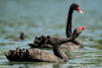 New Zealand -fauna