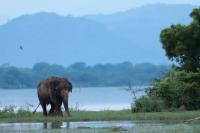 Sri Lankan elephant