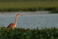 Ardea purpurea