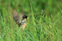 Saxicola rubicola