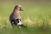 Garrulus glandarius