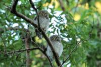 Glaucidium radiatum