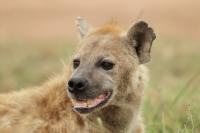 Spotted hyena