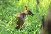 Agile wallaby