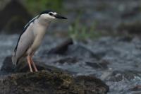 Nycticorax nycticorax