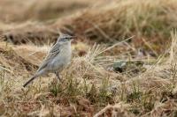 Anthus spinoletta