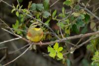 Emberiza cirlus