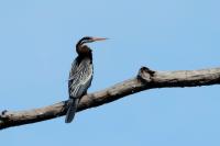 Anhinga melanogaster