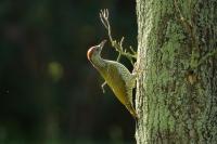 Picus viridis