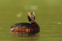 Podiceps auritus