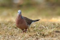 Streptopelia chinensis