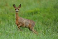 Roe deer