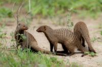 Banded mongoose