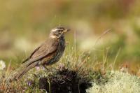 Turdus iliacus