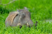 Common warthog