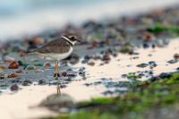 Charadrius hiaticula