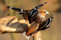 Coccothraustes coccothraustes