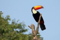 Ramphastos toco