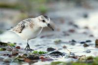 Calidris alba