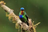 Panterpe insignis 