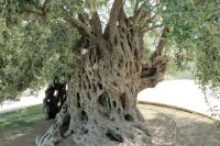 Cyprus FLORA