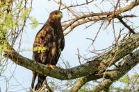 Aquila nipalensis