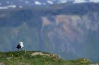 Larus marinus