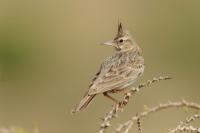 Cyprus FAUNA