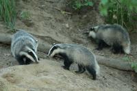 European badger