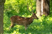 Chital