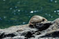 New Zealand sea lion